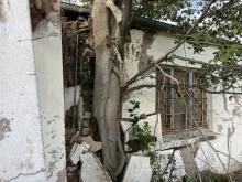 Tree that has grown into the back of the dwelling